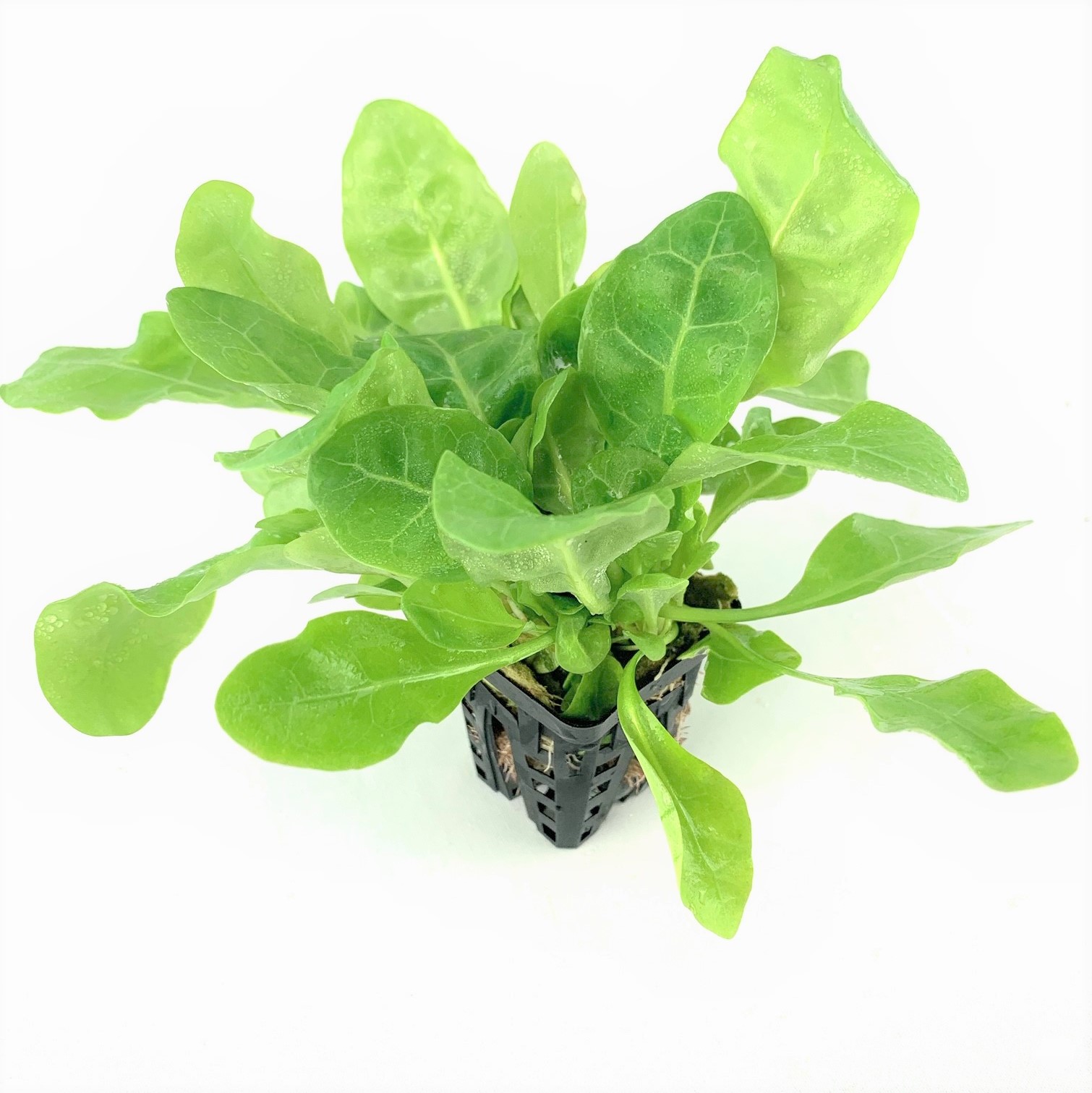 Samolus floribundus in pot